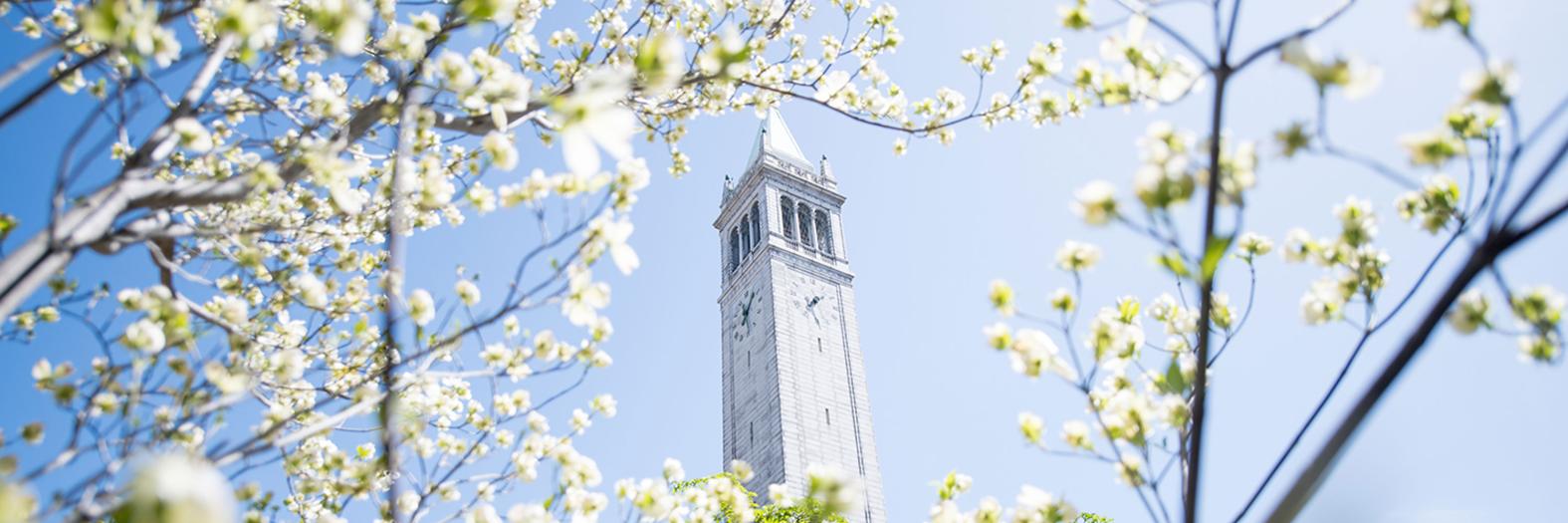 image of campanile tower with white flowers 