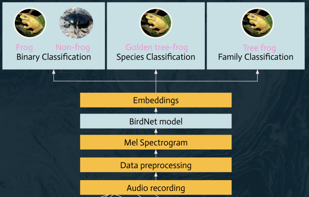 Ribbit architecture: BirdNet model with linear probe