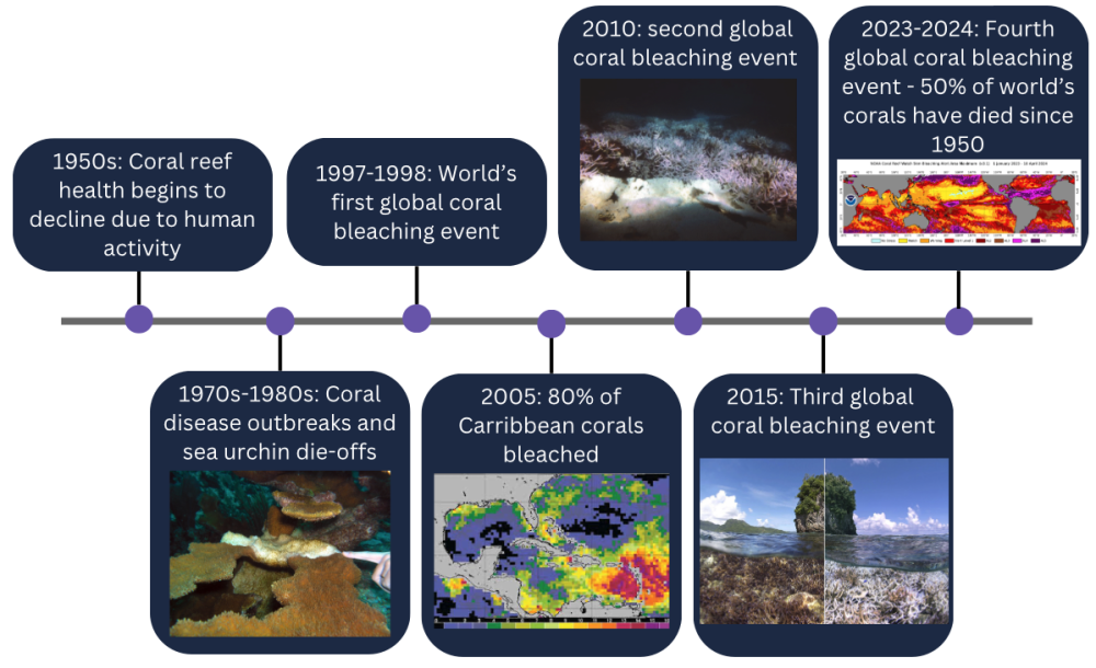 This timeline underscores the urgency of addressing coral reef conservation efforts due to decades of degradation and the escalating threat of climate change.